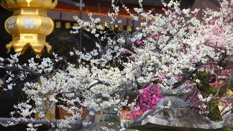 Flowers spring (season) asian architecture japanese lantern wallpaper