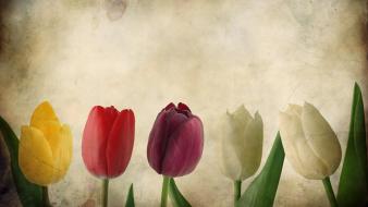 Flowers vintage tulips wallpaper