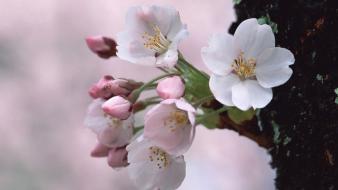Japan cherry blossoms white flowers spring (season) wallpaper