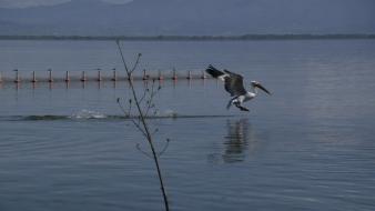 Nature animals greece lakes macedonia pelican kerkini lake wallpaper