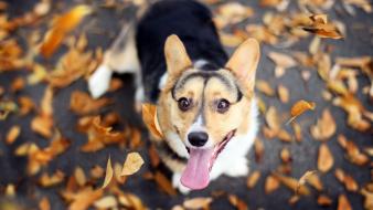 Nature eyes animals leaves dogs corgi autumn wallpaper