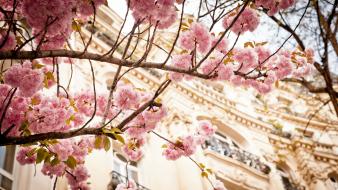Paris cherry blossoms pink blossom wallpaper