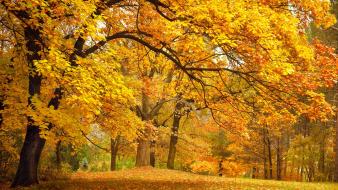 Trees autumn (season) parks fallen leaves wallpaper