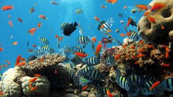 Underwater coral reef fishes wallpaper