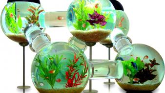 Water fish aquarium creative wallpaper