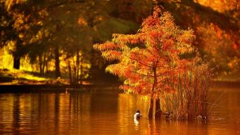Water nature ducks romania autumn wallpaper
