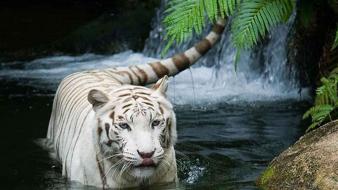 Water nature white tiger wallpaper