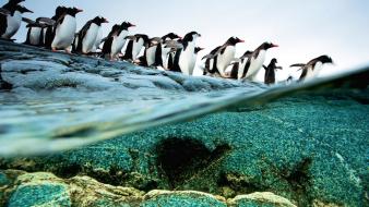 Water ocean beach rocks penguins