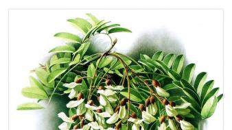 Zeng xiao lian flowers in yunnan wallpaper
