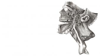 Anatomy skeletons monochrome diagram wallpaper