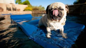 Animals dogs swimming pools pug wallpaper