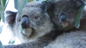 Animals koalas baby wallpaper