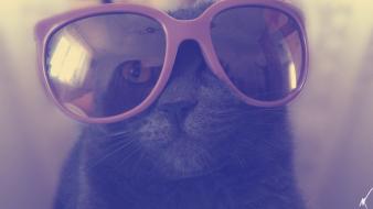 Cats glasses wallpaper