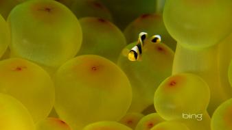 Clownfish sea anemones life wallpaper