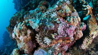 Fish underwater coral reef alexander semenov sea wallpaper