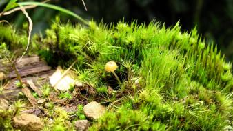 Green close-up nature forest grass mushrooms moss macro wallpaper
