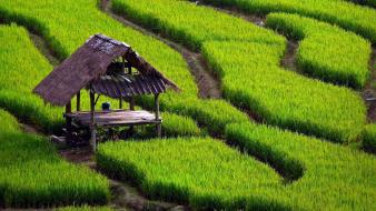 Green grass fields rice asia bowl wallpaper