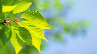 Green nature leaves