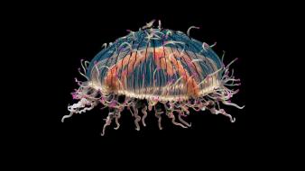 Jellyfish black background sea life wallpaper
