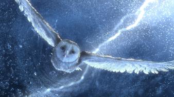 Movies owls legend of the guardians birds wallpaper