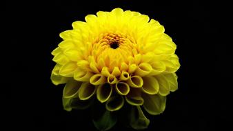 Nature flowers dahlias black background yellow wallpaper