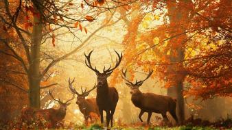 Nature forest animals deer wallpaper