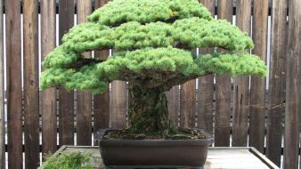 Trees japanese plants bonsai pine wallpaper