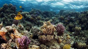 Underwater coral reef fishes alexander semenov sea wallpaper