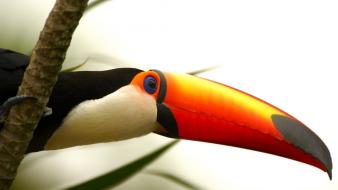 Animals national geographic branches brazilian toucans birds wallpaper