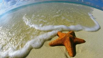 Animals shore maldives starfish wallpaper