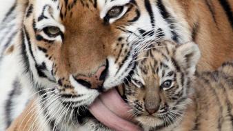 Animals tigers licking wallpaper