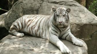 Animals tigers siberian tiger wallpaper
