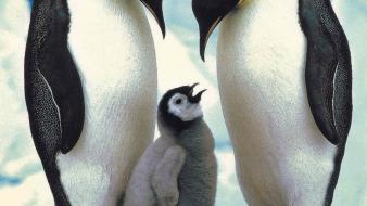 Birds penguins emperor baby wallpaper