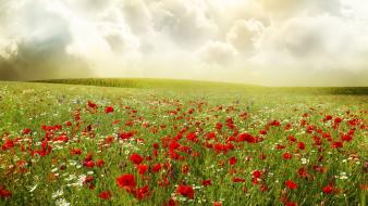 Clouds landscapes flowers meadows poppies wallpaper