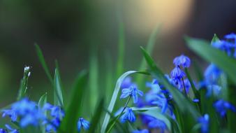Flowers grass blue wallpaper