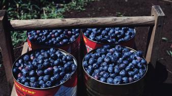 Fruits food blueberries barrels wallpaper
