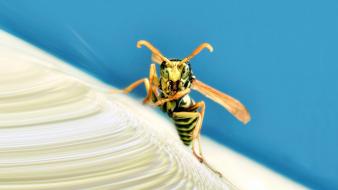 Insects wasp wallpaper