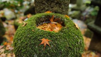 Japan leaves moss wallpaper