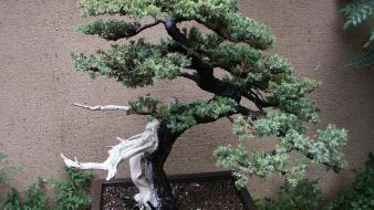 Japan nature trees bonsai wallpaper