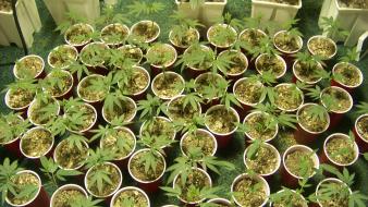 Marijuana plants potted plant wallpaper