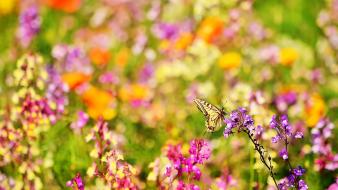 Multicolor flowers meadow butterflies wallpaper