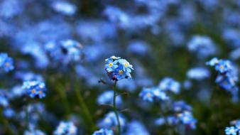 Nature flowers forget-me-nots blue wallpaper