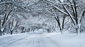 Winter snow trees roads wallpaper