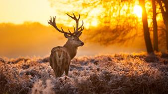 Animals fog deer wallpaper