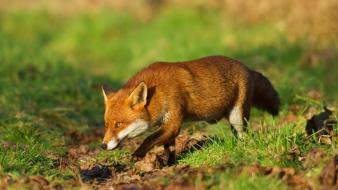 Animals foxes wallpaper