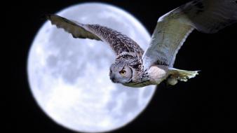 Animals moon owls wallpaper