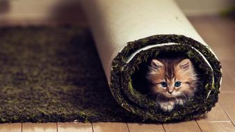 Cats animals carpet kittens pets wallpaper