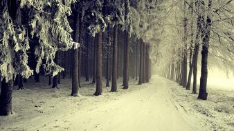 Landscapes nature winter snow trees forests paths snowy wallpaper