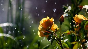 Nature flowers in the rain wallpaper