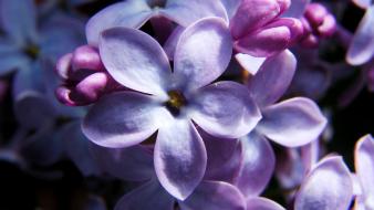 Nature flowers violet wallpaper